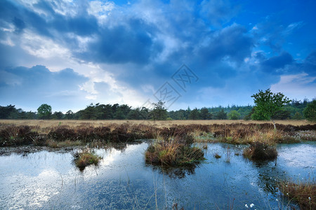 覆盖野生沼泽的蓝色云高清图片
