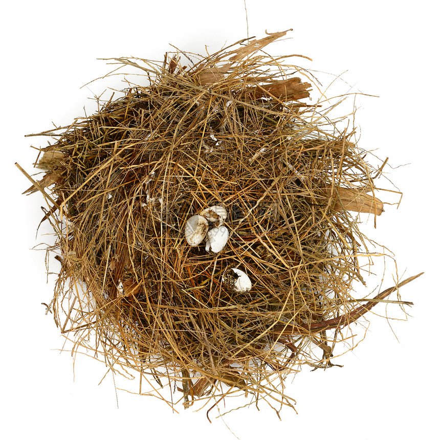 破碎的巢蛋储蓄稻草孵化动物图片
