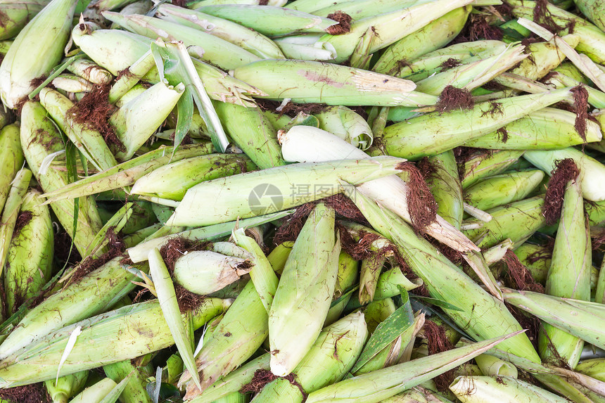带壳的新鲜玉米农场内核玉米芯场地绿色店铺谷物食物营养蔬菜图片