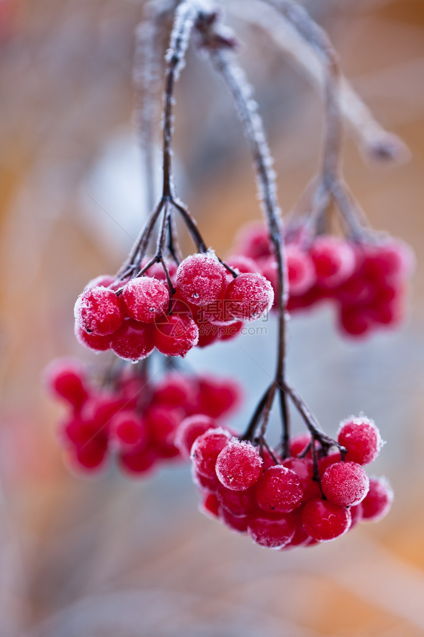 冻红莓 快关门白色荒野浆果季节红色圆形植物群衬套釉面别针图片