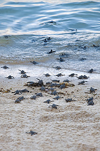 海龟捕猎群海滩野生动物救援海洋团体濒危毅力热带新生海洋生物背景图片