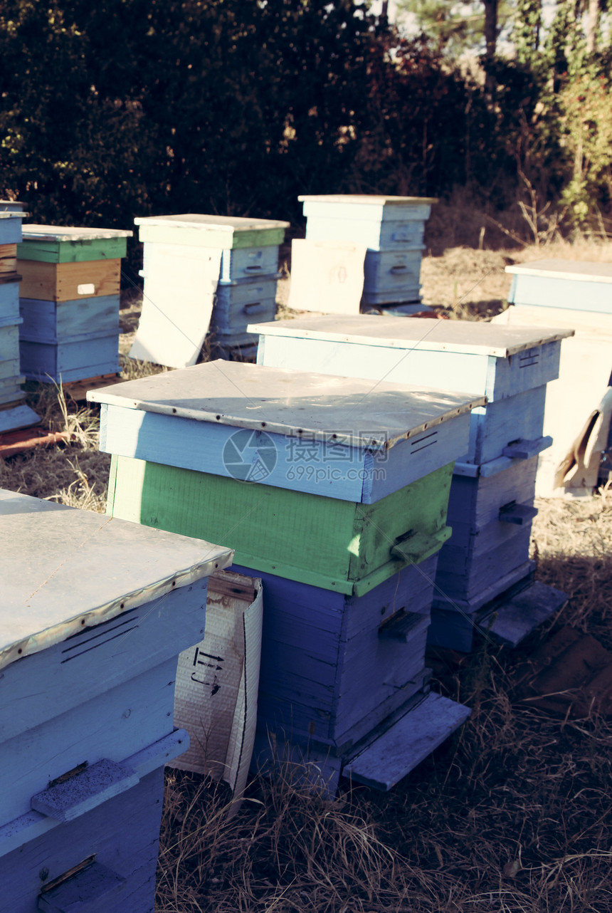 保管人蜂蜡花粉表扬树木养蜂人六边形荒野女王保健梳理图片