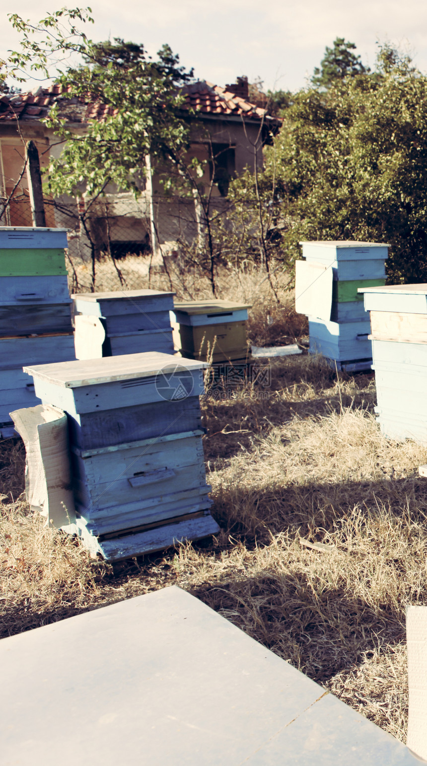 保管人养蜂人昆虫保健女王药品动物六边形细胞花粉食物图片