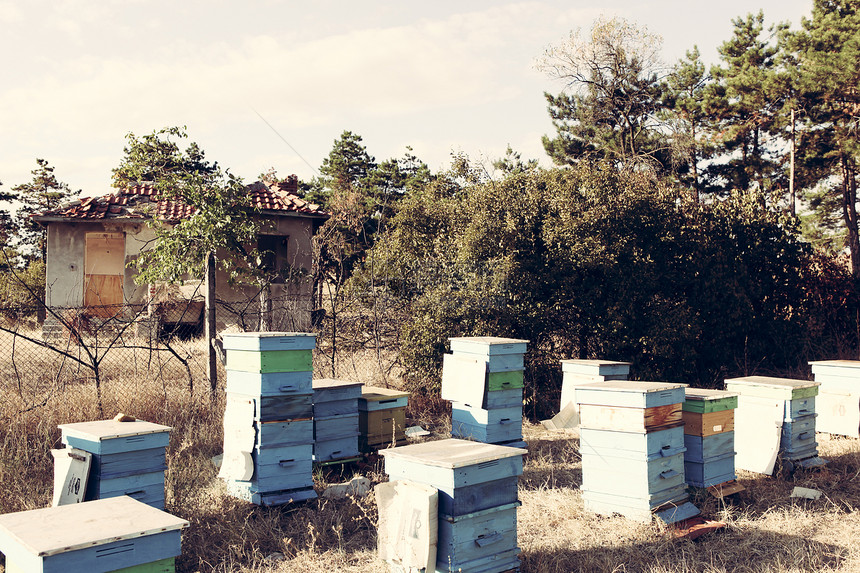 保管人花粉六边形蜜蜂梳理树木荒野昆虫蜂蜡细胞养蜂人图片