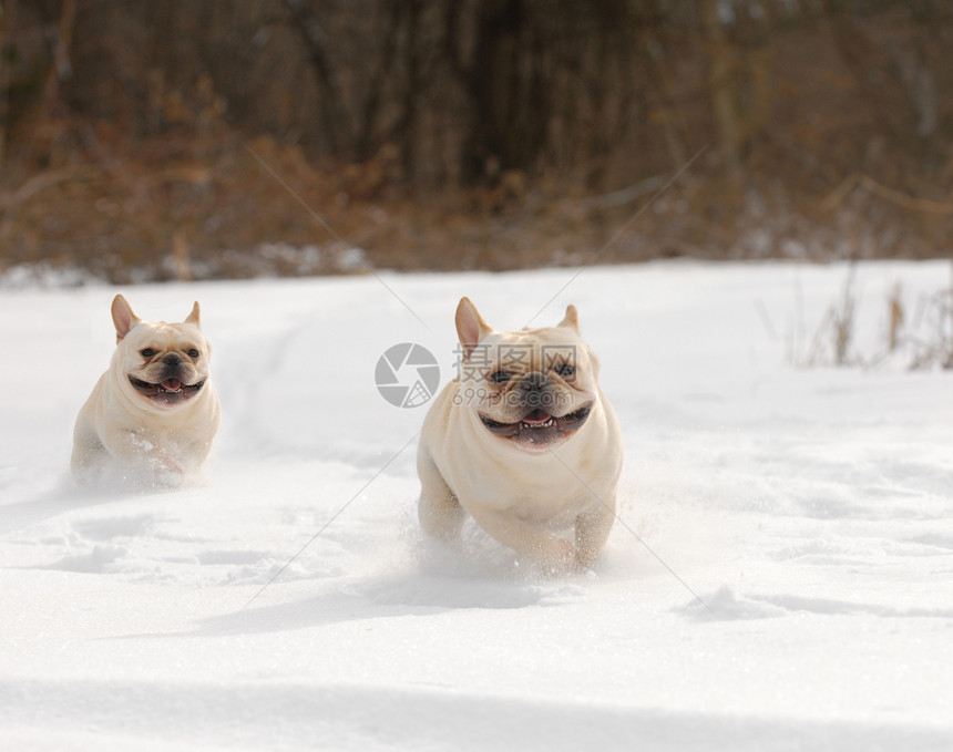 两只狗在雪中奔跑图片