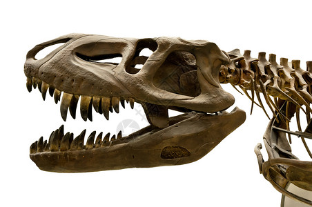 恐龙骨架灭绝展览古生物学骨骼骨头颅骨博物馆历史白色化石侏罗纪高清图片素材