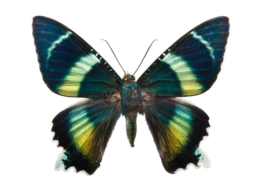 蝴蝶动物绿色活力翅膀蓝色情调飞行君主野生动物宏观图片