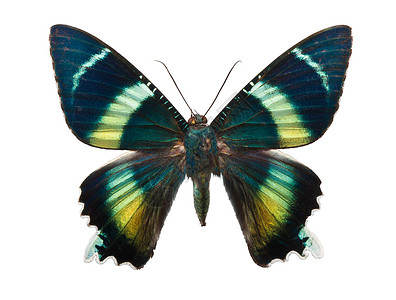 蝴蝶动物绿色活力翅膀蓝色情调飞行君主野生动物宏观高清图片
