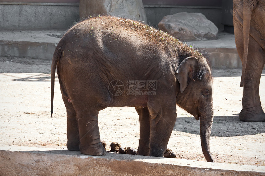 大象象牙灰色野生动物耳朵荒野濒危树干獠牙动物园婴儿图片