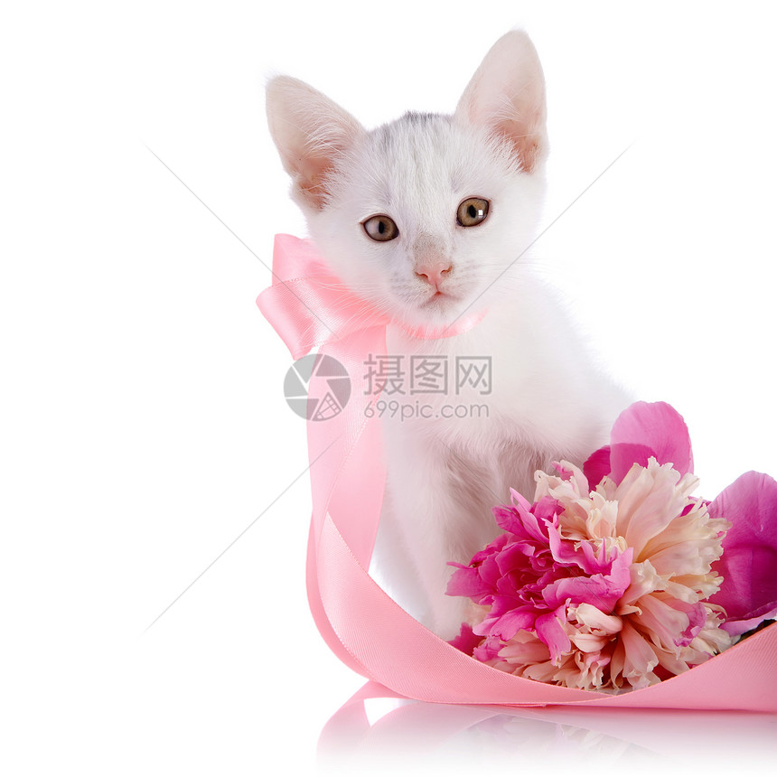 白猫带粉色胶带和小马的花朵哺乳动物兽医食肉花瓣好奇心小猫爪子动物快乐植物图片