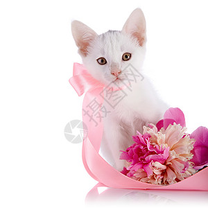 花篮与猫白猫带粉色胶带和小马的花朵哺乳动物兽医食肉花瓣好奇心小猫爪子动物快乐植物背景