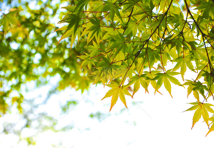 树叶植物绿色叶子开端环境生长新生活黄色森林枫树图片
