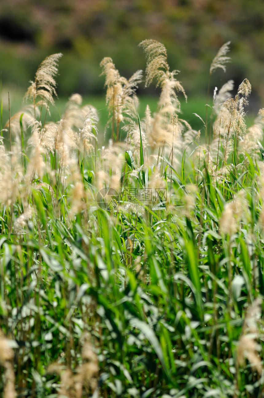 水 Reeds花园池塘季节植物群反射沼泽湿地美丽环境蓝色图片