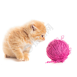 吃惊的小猫嬉皮小猫家庭成套工具紫色猫科爪子猫咪头发晶须动物背景