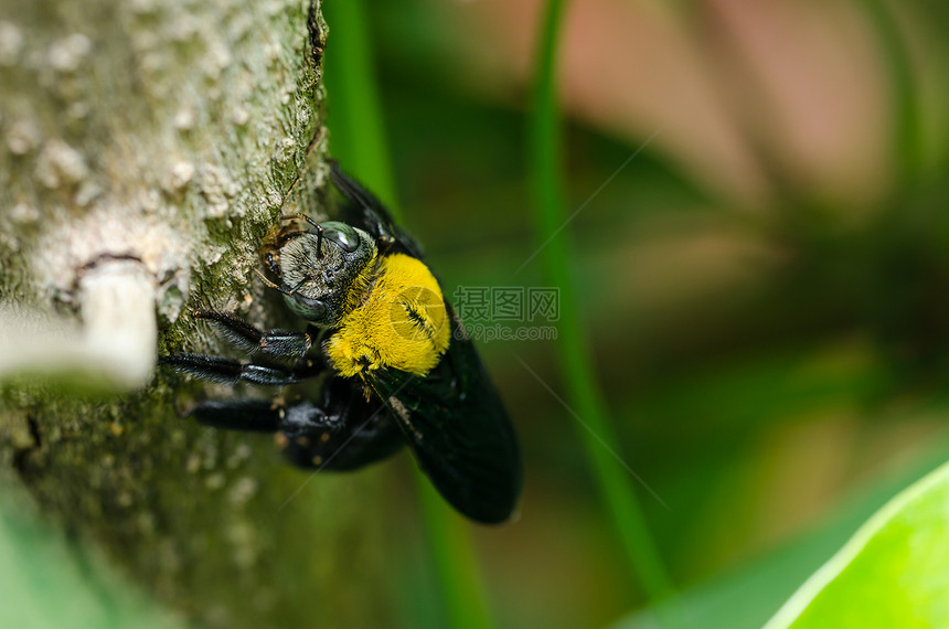大自然中的木蜂黑色青虫宏观漏洞翅膀昆虫木匠花蜜花粉害虫图片