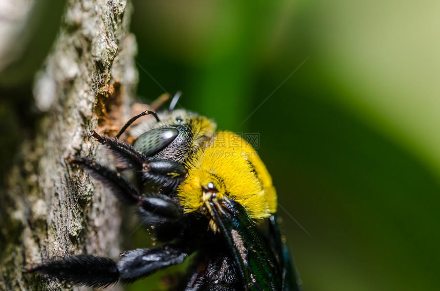 大自然中的木蜂漏洞害虫花蜜翅膀宏观花粉黑色木匠花园昆虫图片