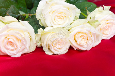 白玫瑰花玫瑰白色红色背景图片