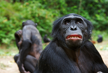 诺蒂库斯可爱的刚果高清图片