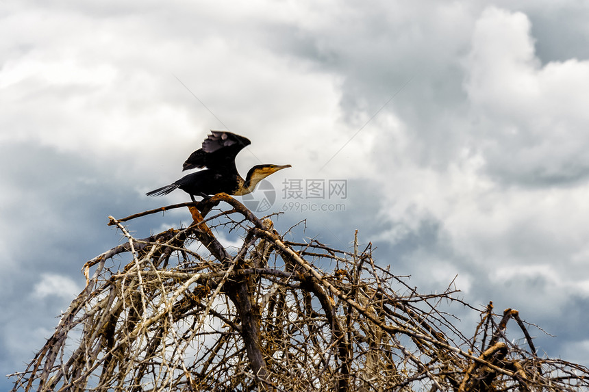 Shag( 协调)图片