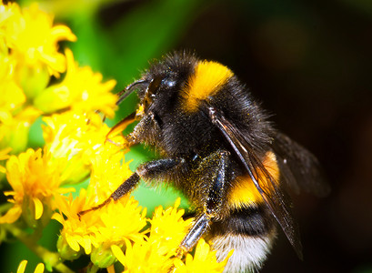 大黄蜂条纹蜂蜜昆虫野生动物蜜蜂黑色花粉黄色宏观漏洞图片素材