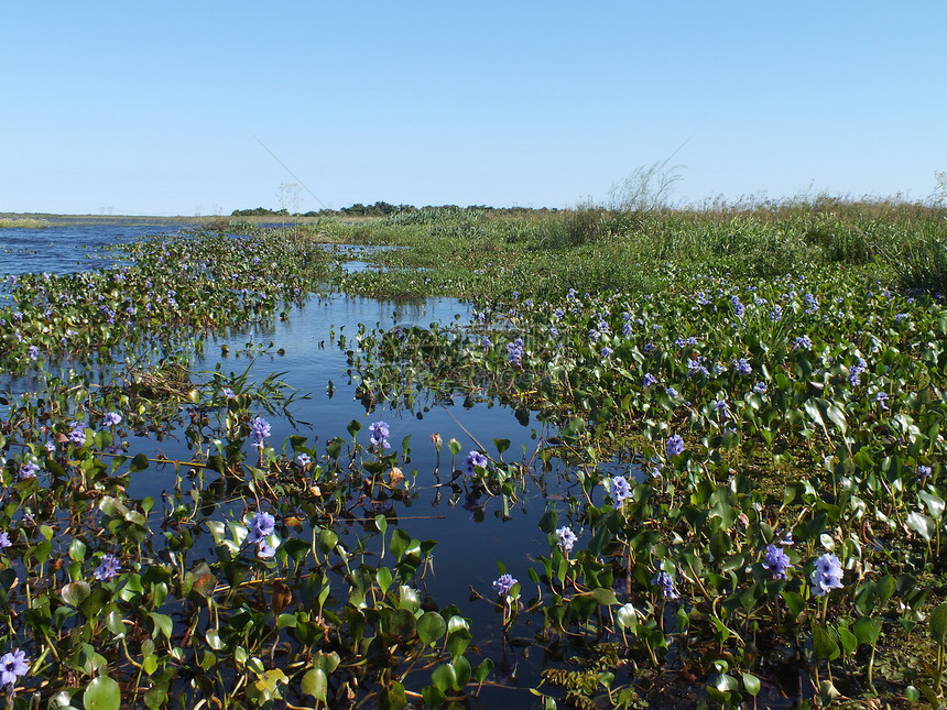 水 Hyacinth (艾希霍尼亚)图片
