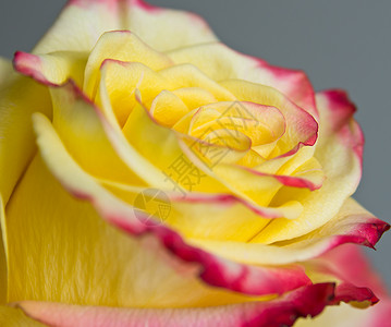 黄玫瑰花瓣玫瑰黄色宏观红色背景图片