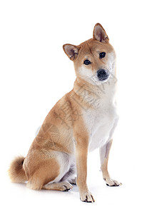 柴犬棕色工作室宠物动物背景图片