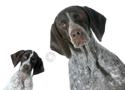 普惠制白色脊椎动物犬类高清图片