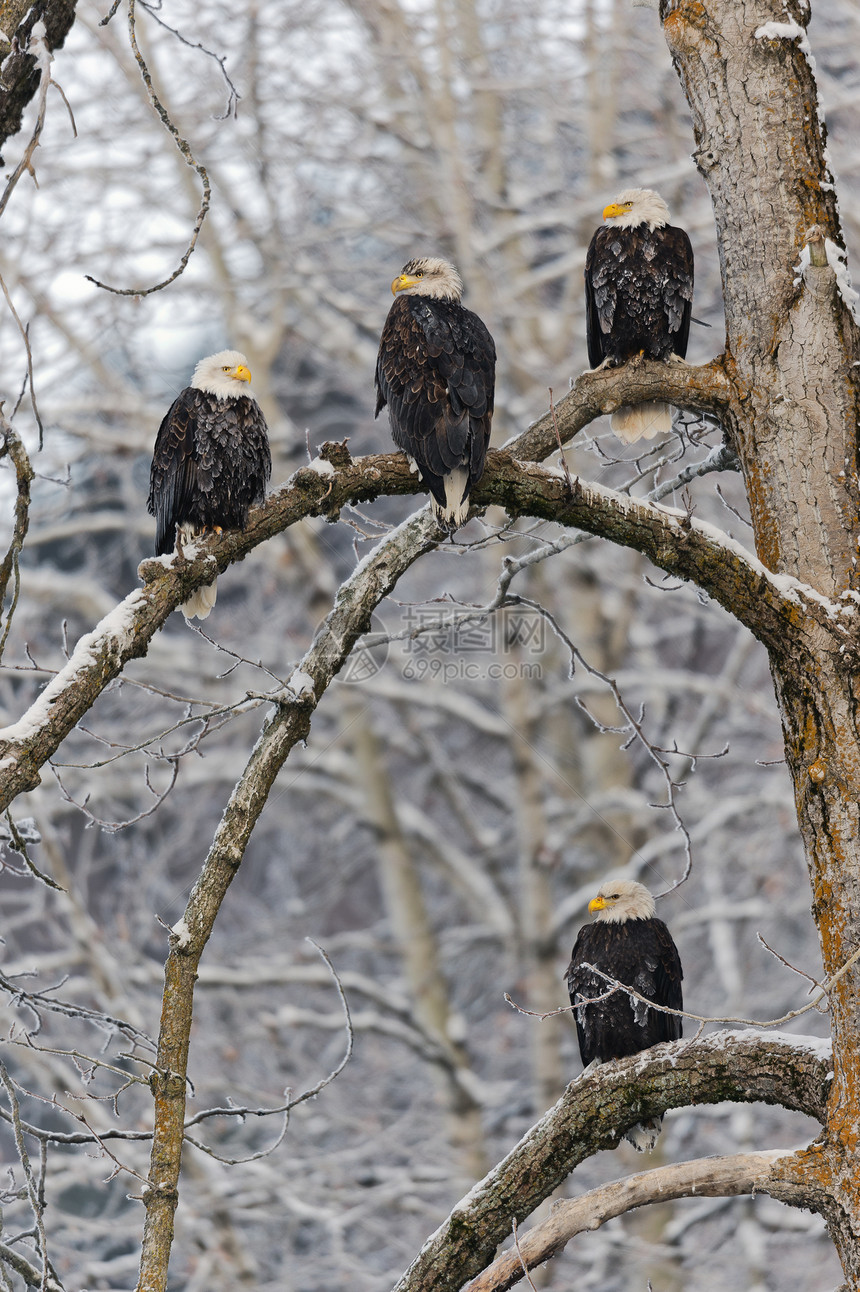 秃鹰围在雪上猎鹰旅行荒野动物群自由栖息鸟类动物脊椎动物羽毛图片