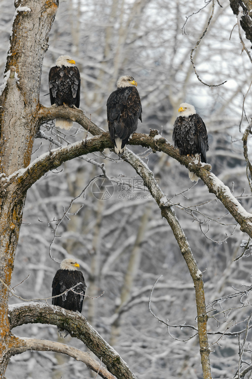 四只秃鹰坐在雪枝上 站在四头白鹰旁边图片