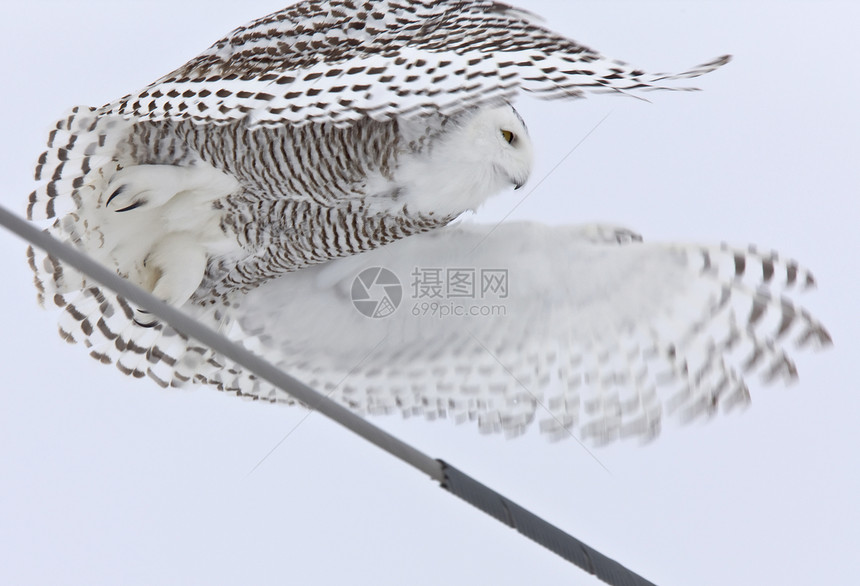 飞行中的雪猫羽毛翅膀鸟类白色猫头鹰动物野生动物图片