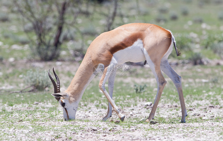 斯普林博克动物荒野跳羚公园干旱水坑破坏生态口渴羚羊图片