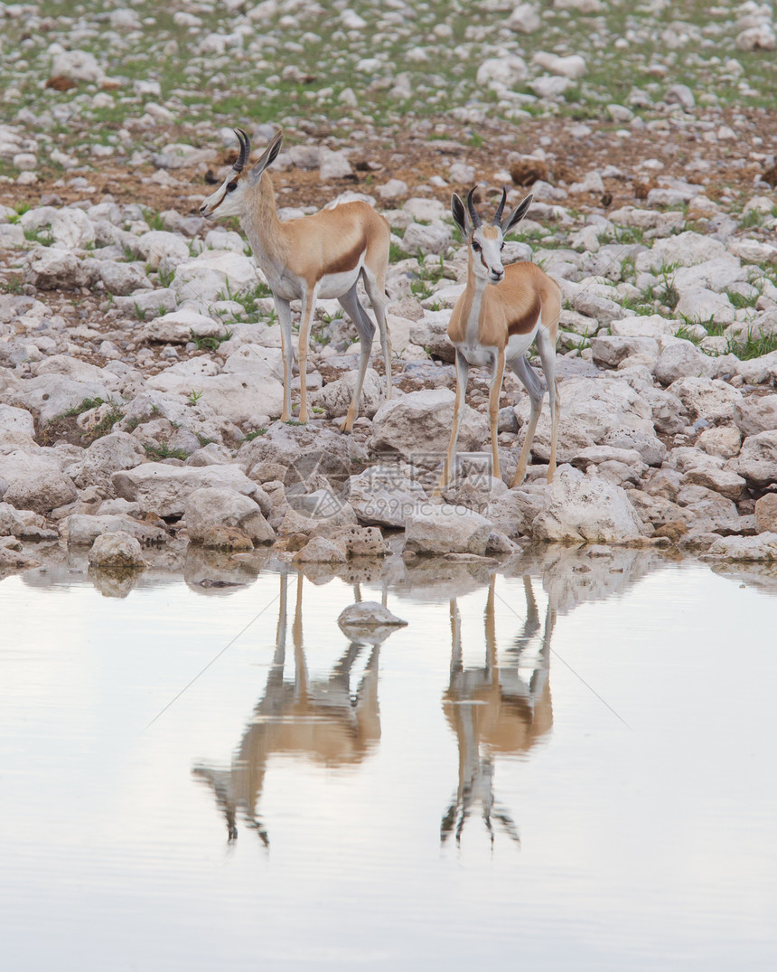 斯普林博克国家口渴野生动物荒野破坏警报跳羚羚羊水坑食草图片