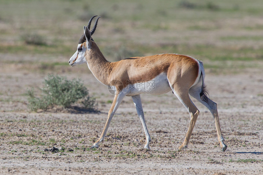 斯普林博克跳羚食草动物羚羊生态野生动物干旱荒野公园警报图片