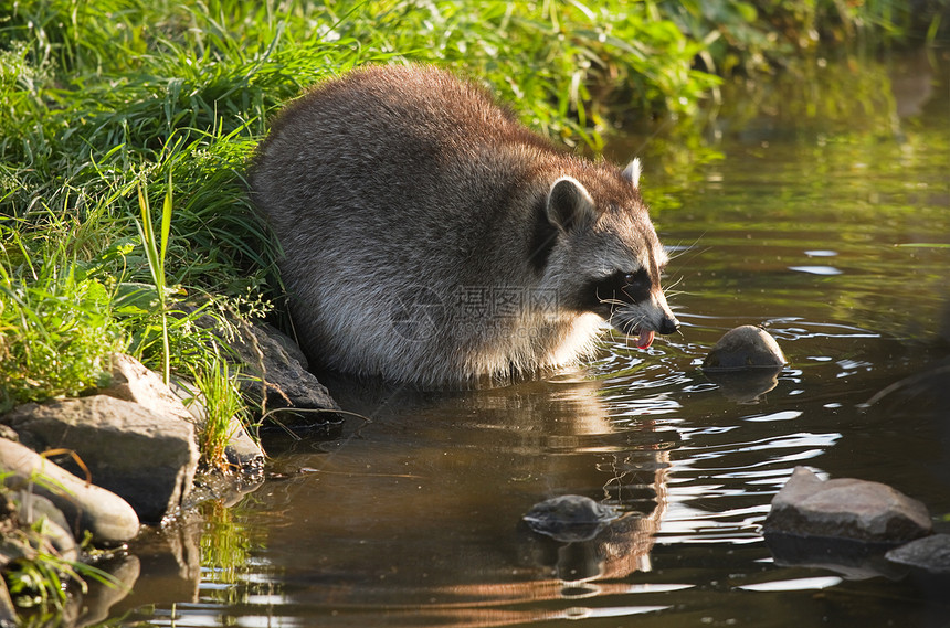 普通浣熊或水中的丙基环龙食物动物面具哺乳动物图片