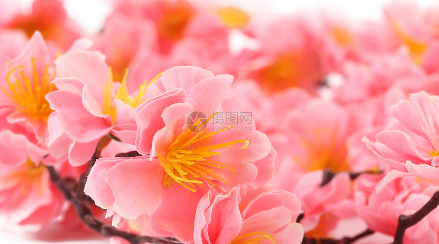 紧贴粉红色的花朵雏菊花瓣植物群明信片花束植物礼物紫色温泉菊花图片