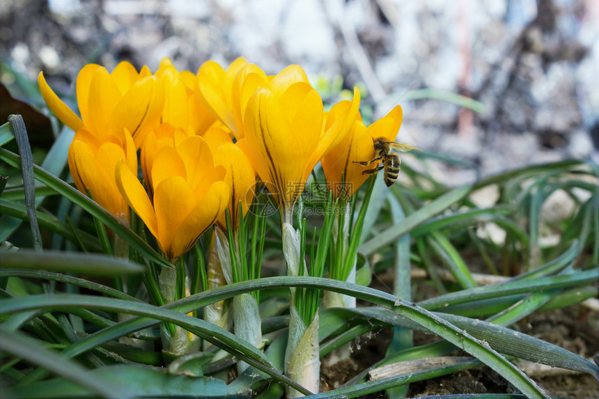 春天的黄花粉图片