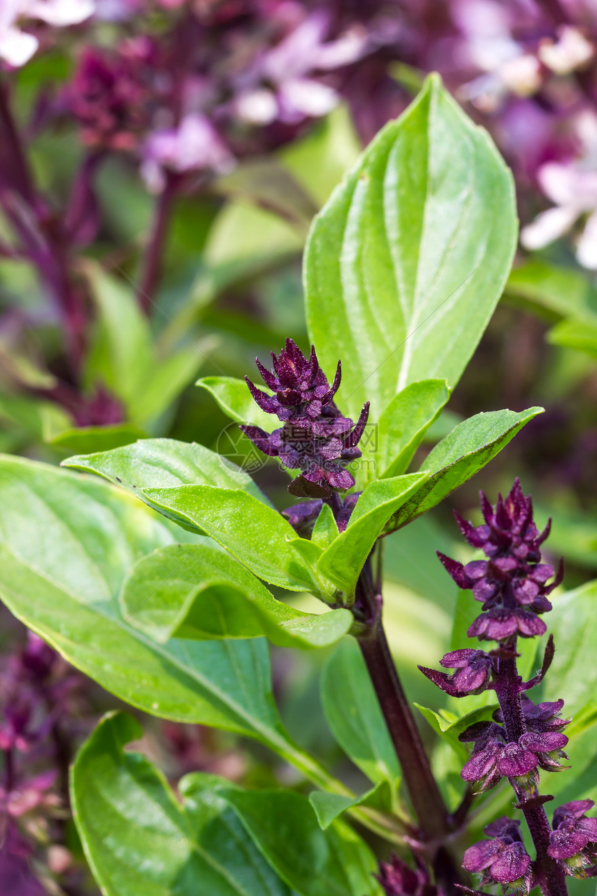 以巴西和开花盟誓小枝植物树叶愈合花园紫色美食烹饪芳香草本植物图片