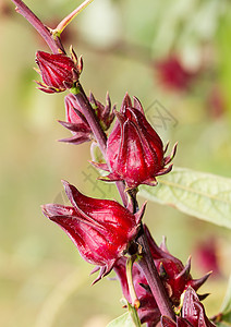 玫瑰花团体植物花瓣叶子药品食物异国蔬菜情调高清图片