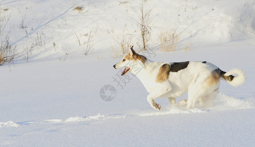 跑着胡斯基荒野蓝色跑步女性猎犬速度行动太阳季节动物图片素材