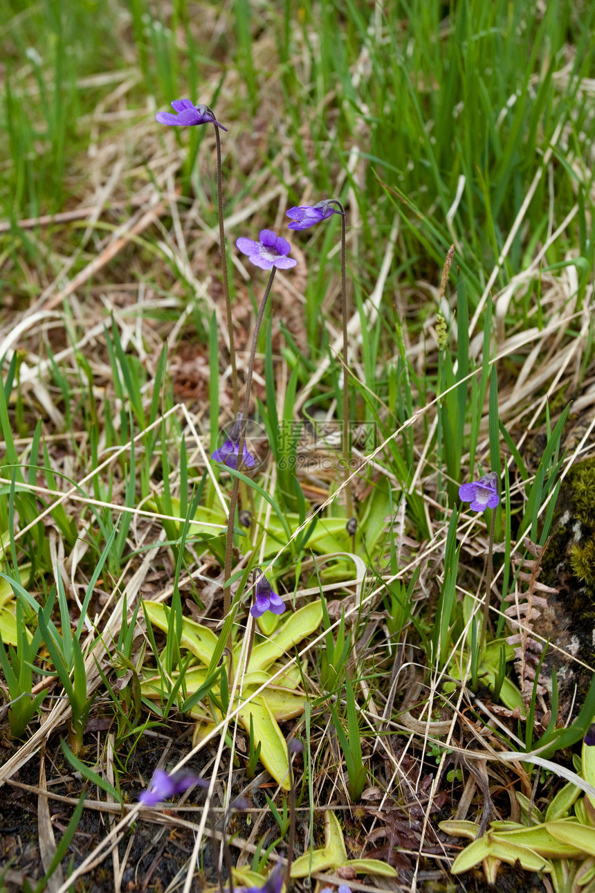 常见黄油野生动物植物紫色植物群保护昆虫动物群农村沼泽图片