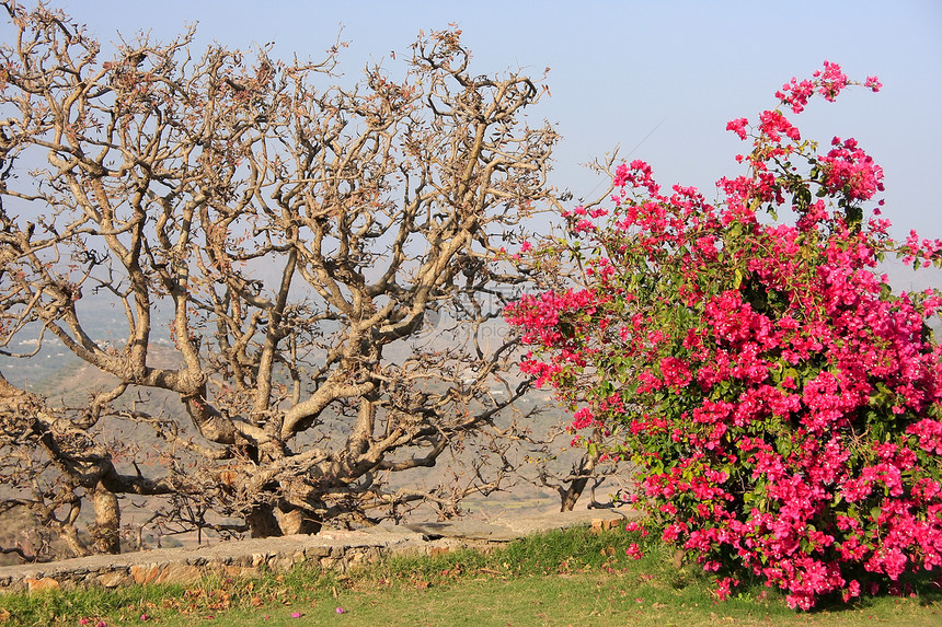 印度Udaipur 季风宫花园图片