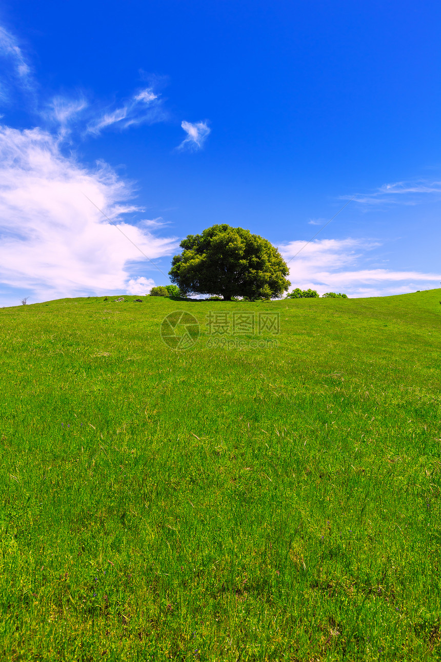 带橡树的加利福尼亚草地山景点风景奶制品橡木天空国家农场农村蓝色农田图片