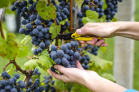 采摘葡萄食物葡萄园收获季节剪刀藤蔓酿酒师栽培水果质量背景图片