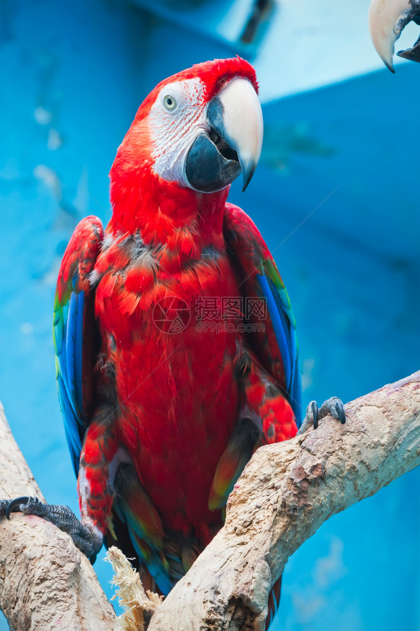阿拉鹦鹉丛林热带黄色翅膀红色野生动物绿色鸟类金刚鹦鹉蓝色图片