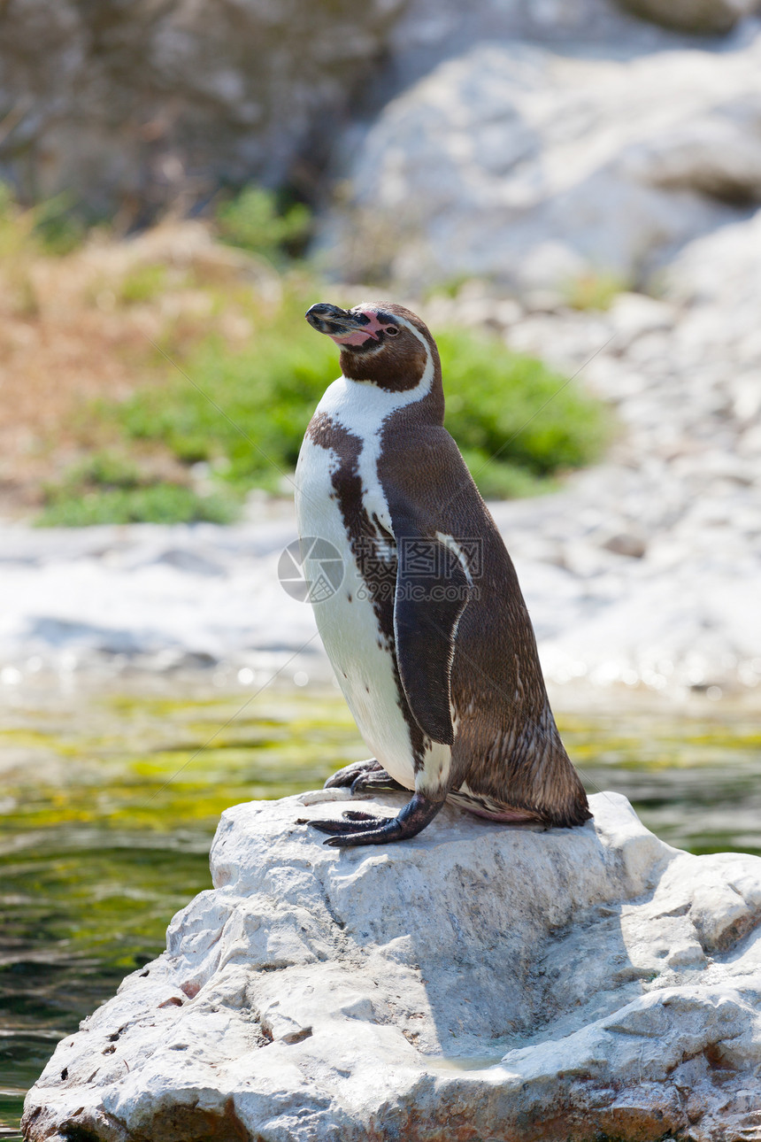 Humboldt的企鹅站在一块石头上图片