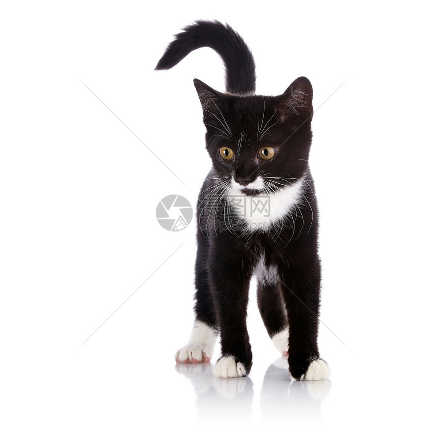 黑白小猫花在白色背景上晶须猫科友谊食肉乐趣宠物兽医爪子耳朵好奇心图片