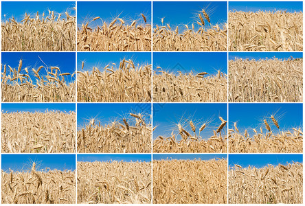 小麦田生长粮食天空稻草蓝色农村小麦农田阳光季节种子高清图片素材