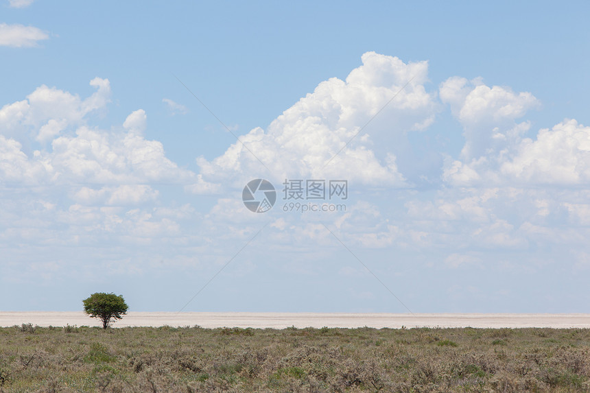 开阔田野中的树 纳米比亚生长植物草原草地沙漠天空平底锅蓝色干旱风景图片