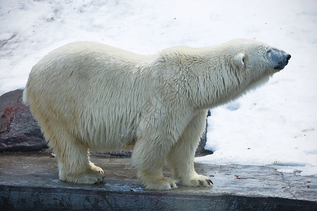 北极熊捕食者野生动物荒野动物园爪子猎人食肉毛皮力量动物自然高清图片素材